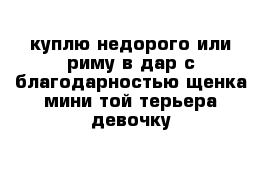 куплю недорого или риму в дар с благодарностью щенка мини той терьера девочку